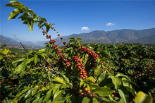 Load image into Gallery viewer, Pu&#39;er Yunnan Washed - China
