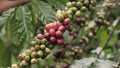 The Coffee Farmer Fine Robusta - Vietnam