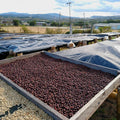 Finca Mierisch Super Natural - Nicaragua