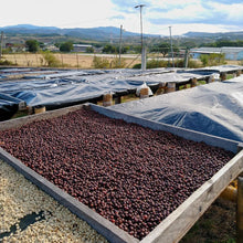 Load image into Gallery viewer, Finca Mierisch Super Natural - Nicaragua
