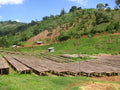 Ethiopia - Yirgacheffe