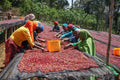 Buku Sayisa Natural - Ethiopia