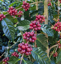 Load image into Gallery viewer, Finca Mierisch Super Natural - Nicaragua
