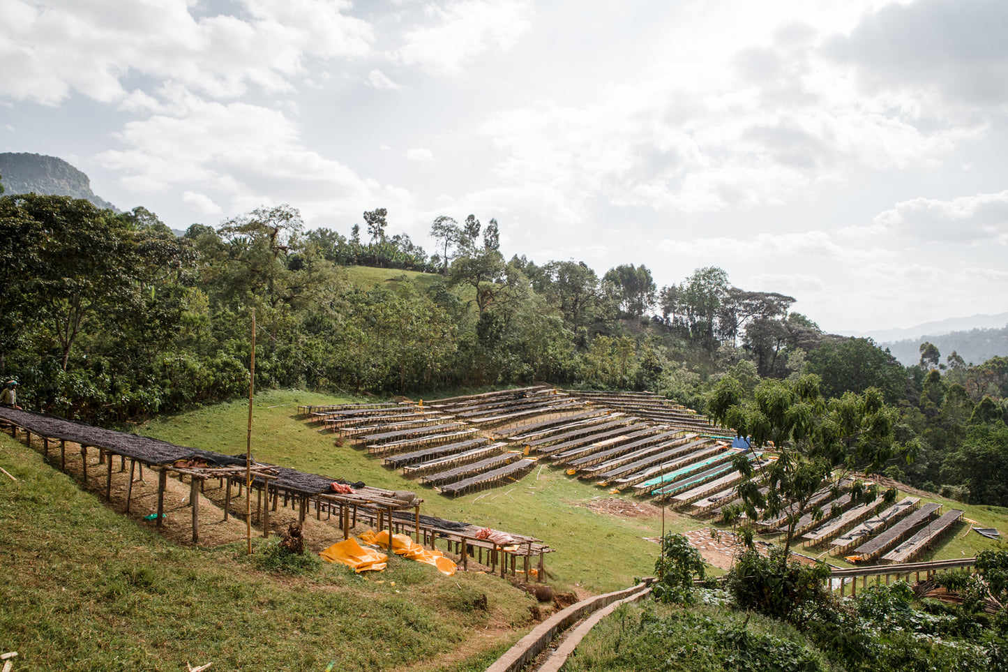 Nensebo - Ethiopia