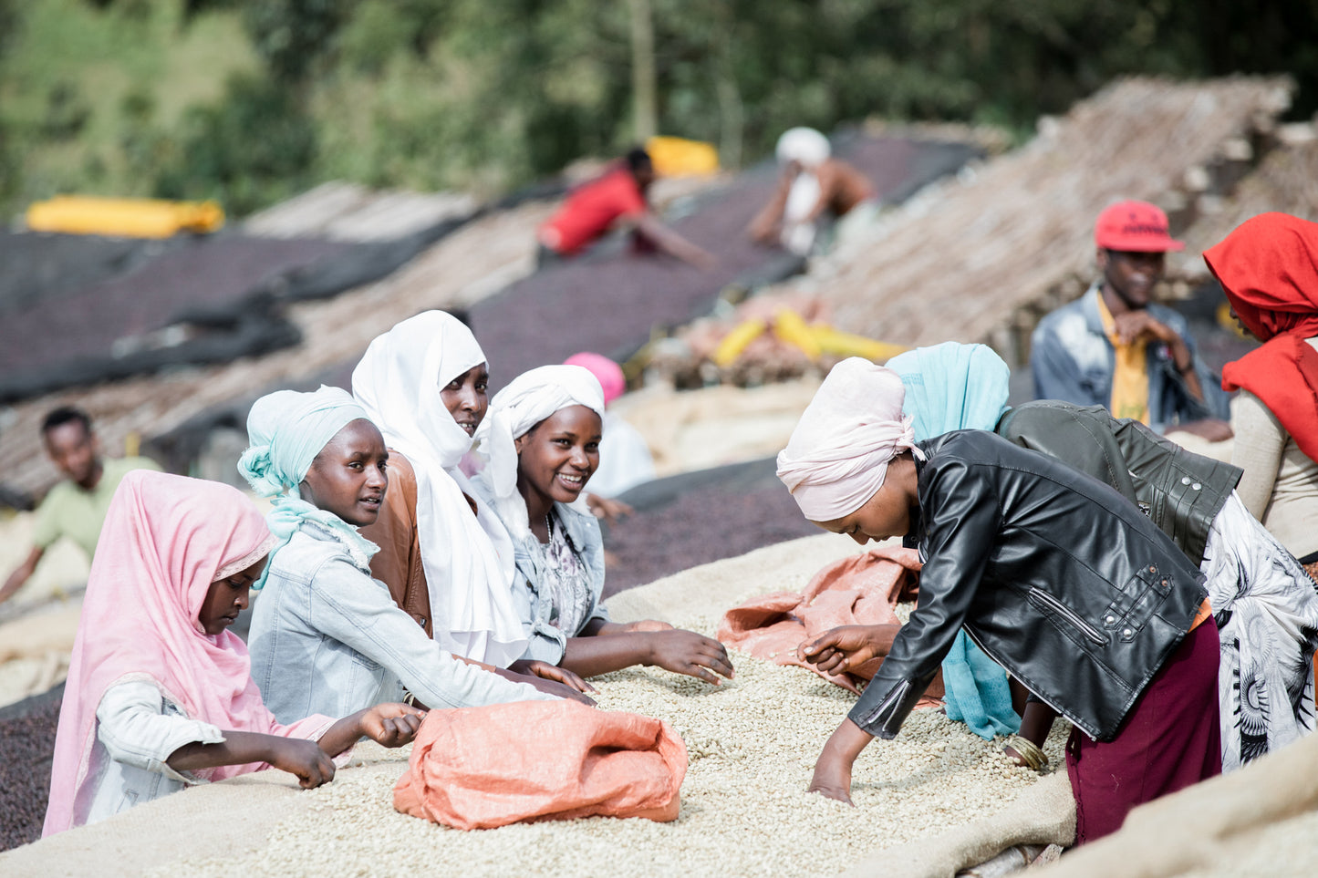 Nensebo - Ethiopia